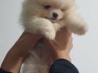 Kalite orjinallik isteyen için pomeranian boo