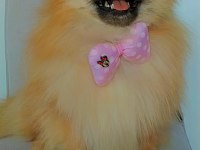 Mükemmel kürk yapısına sahip pomeranian dişi