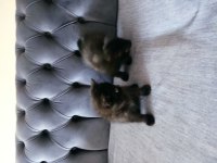 Yavru kedim british shorthair
