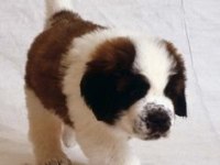 Safkan anne ve babadan st bernard yavrular