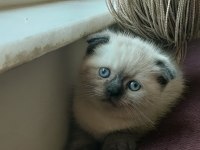 Scottish fold erkek blue point