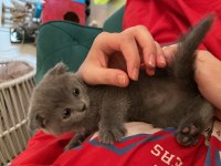 Son iki yavrum Scottish ve Blue point ikisi de dişi