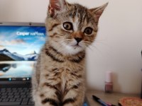Tırtıl british shorthair bebek