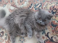 8 aylık british longhair kızımız
