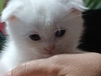Anne baba saf kan aşılı kedimiz