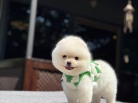 Sevimli Pomeranian