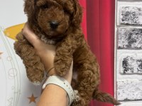 TOY POODLE KÖPEĞİ