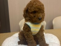 DÜNYA GÜZELİ 3 ERKEK KARDEŞ TOY POODLE