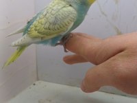 Konuşturmak isteyenlere bebek muhabbet kuşu