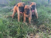 A Scr Malinois The Best Belgian