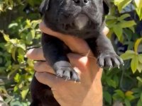 Orjinal cane corso yavruları