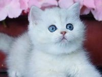 Mavi Göz NS1133 British Shorthair