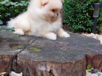 IRK GARANTİLİ TEDDY POMERANİAN BOO KÖPEKLERİ