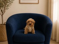 Orijinal Maltipoo Yavrularım Ev Doğumlu