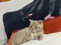 British shorthair akıl küpüm