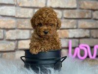 Şecereli mikro cipli poodle yavrular