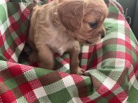 Safkan Cavapoo Yavrular
