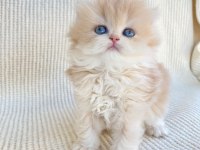 British longhair Cy12 Lesley yeni yuvasını arıyor