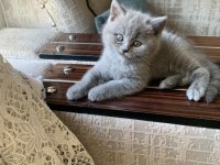 WC eğitimli son gri ve beyaz british shorthair yavrularımız
