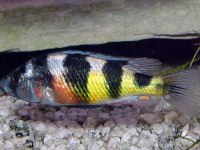 13 cm frontoza