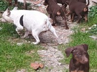 Saf Irk Kızıl Doberman Yavrular