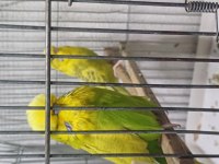 Damızlık jumbo erkek ve dişiler show jumbo erkek muhabbet