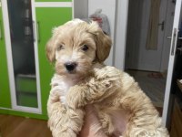 2 aylık dişi Maltipoo köpeğimi sahiplendiriyorum