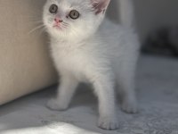 Kar gibi british shorthair kızçeler