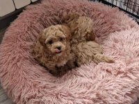 Sağlık ırk kg garantili orijinal gerçek Maltipoo