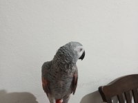 Red faktör jako papağanı