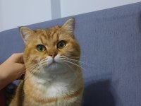 Şecereli Golden Scottish straight Kedim