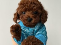 TOY POODLE YAVRULARI