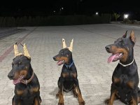 Evinizin Yeni Doberman Üyesi