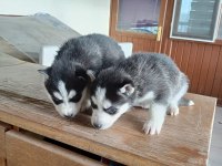 AYRANCI MAHALLESİNDEN MAVİ GÖZLÜ HUSKY YAVRULARI