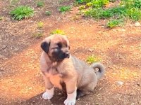 Kaliteli Kangal yavrularımız gönderim yapıyoruz