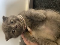 Minnoş scottish fold prenses