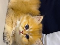 Golden N12 efsane british longhair güzellik