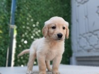 Dişi erkek golden retriever bebekler