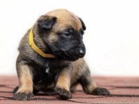 Belçika Kurdu Orijinal Köpeğimiz