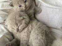 Safkan top kafa scottish fold oyuncu uygun fiyatlı yavrular