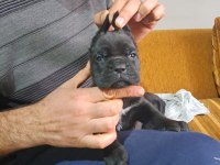 SHOW KALİTEDE CANE CORSO YAVRULAR FCI/KIF A ŞECERE