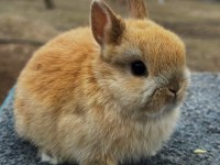 Hollanda Cüce Tavşanı (Sarı)