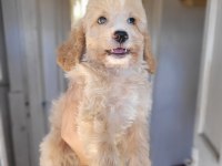 Maltipoo Bebekler