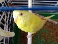 Albino muhabbet kuşu
