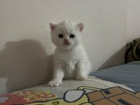 DİŞİ TATLI BRİTİSH BEBEKLER