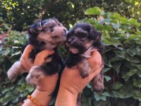 Yorkshire terrier yavru köpekleri