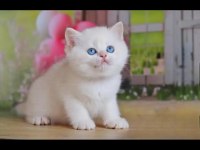 Kusursuz Asil Silver British Shorthair 
