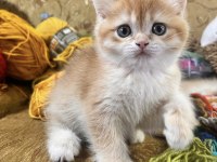 Şecereli Golden British Shorthair Ny12 Erkek Yavru