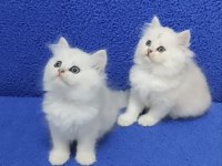 YENİ YUVASINA GİTMEYE HAZIR  BRİTİSH PONÇİKLER