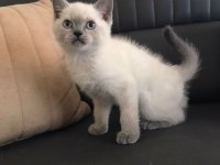 SAFKAN BLUE POİNT MAVİ GÖZ BRİTİSH ERKEK